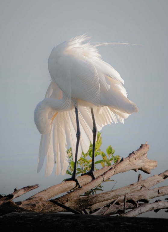 Preening Egret
